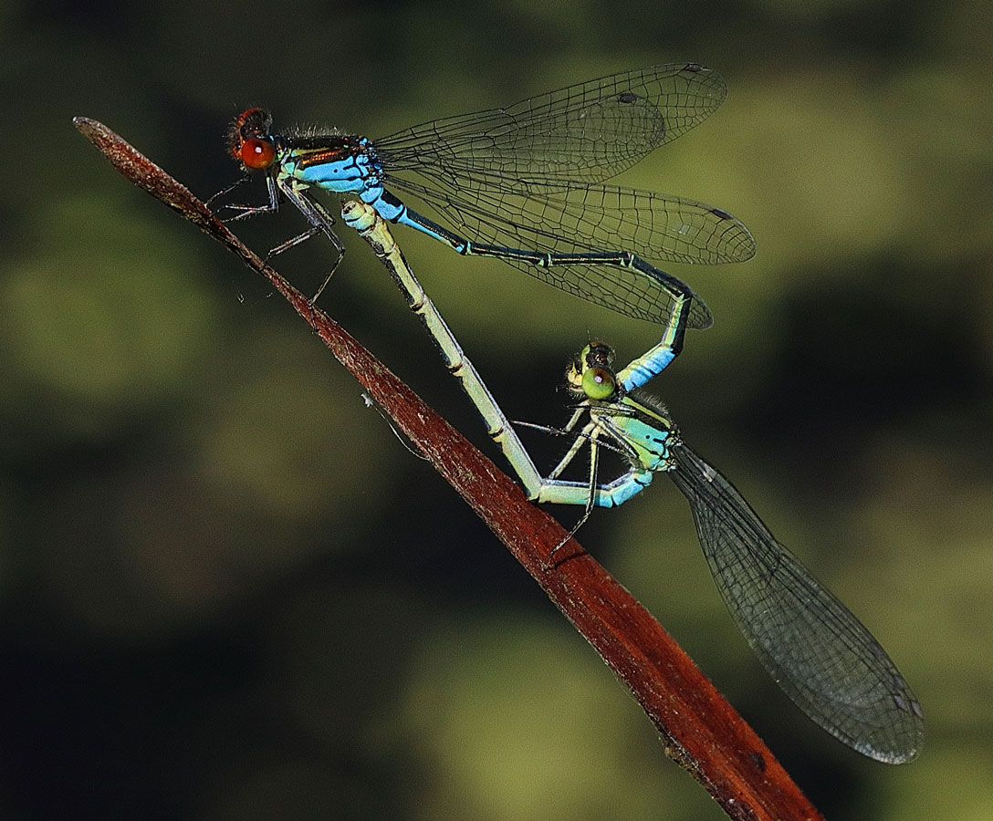 Erythromma_viridulum